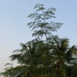 iPhone 17 Pro Max 2X Zoom