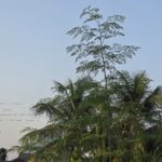 Galaxy S25 Ultra 1X Zoom