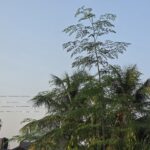 Galaxy S25 Ultra 2X Zoom