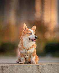 Phone screen showing a pet photo transformed into a short animated video clip.